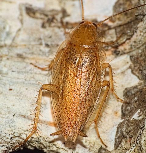 Réf. 341 985 : Ectobius pallidus